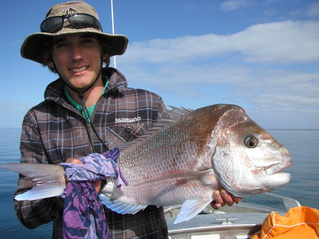 shark bay another nice pinky